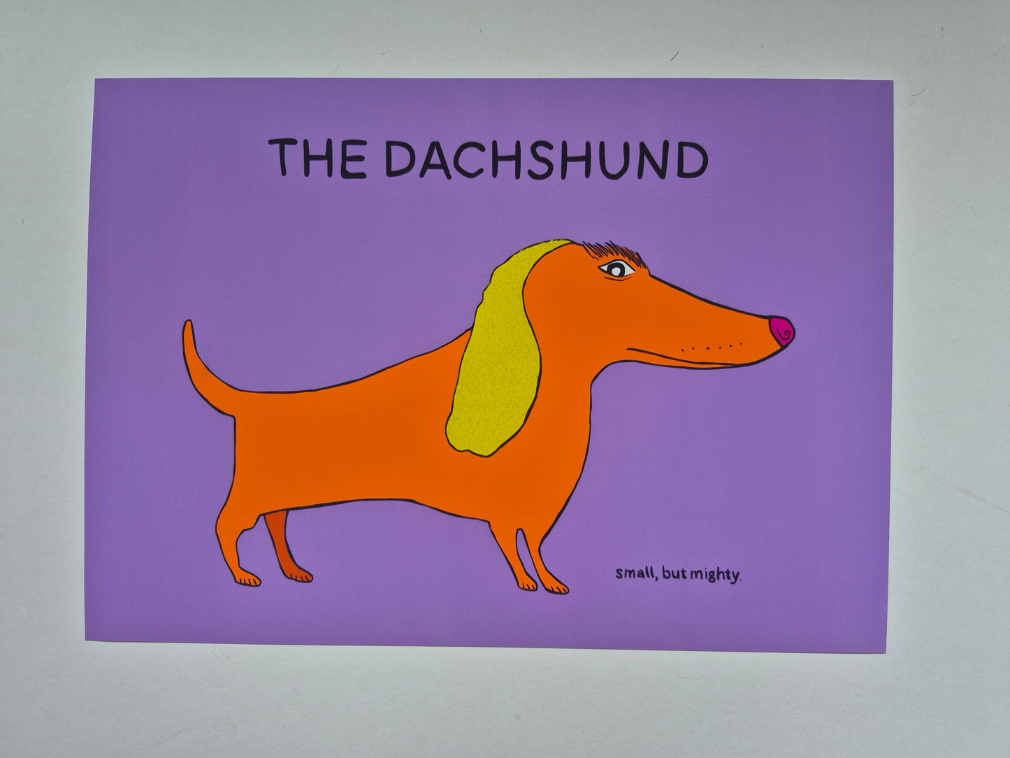 Cartoon dachshund on a purple background with text that reads "THE DACHSHUND (small but mighty)