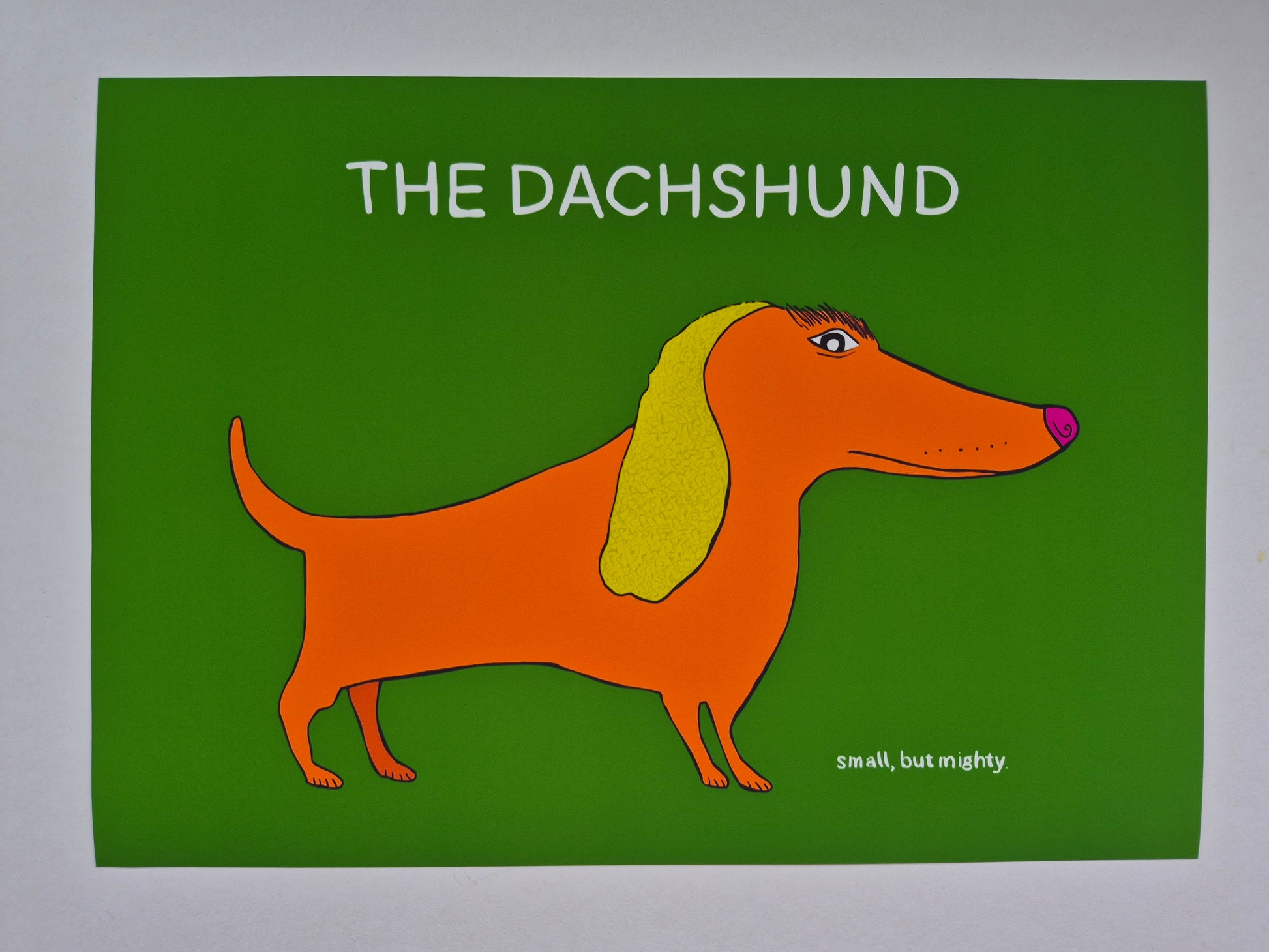 Cartoon dachshund on a green background with text 'THE DACHSHUND, small but mighty on it. 