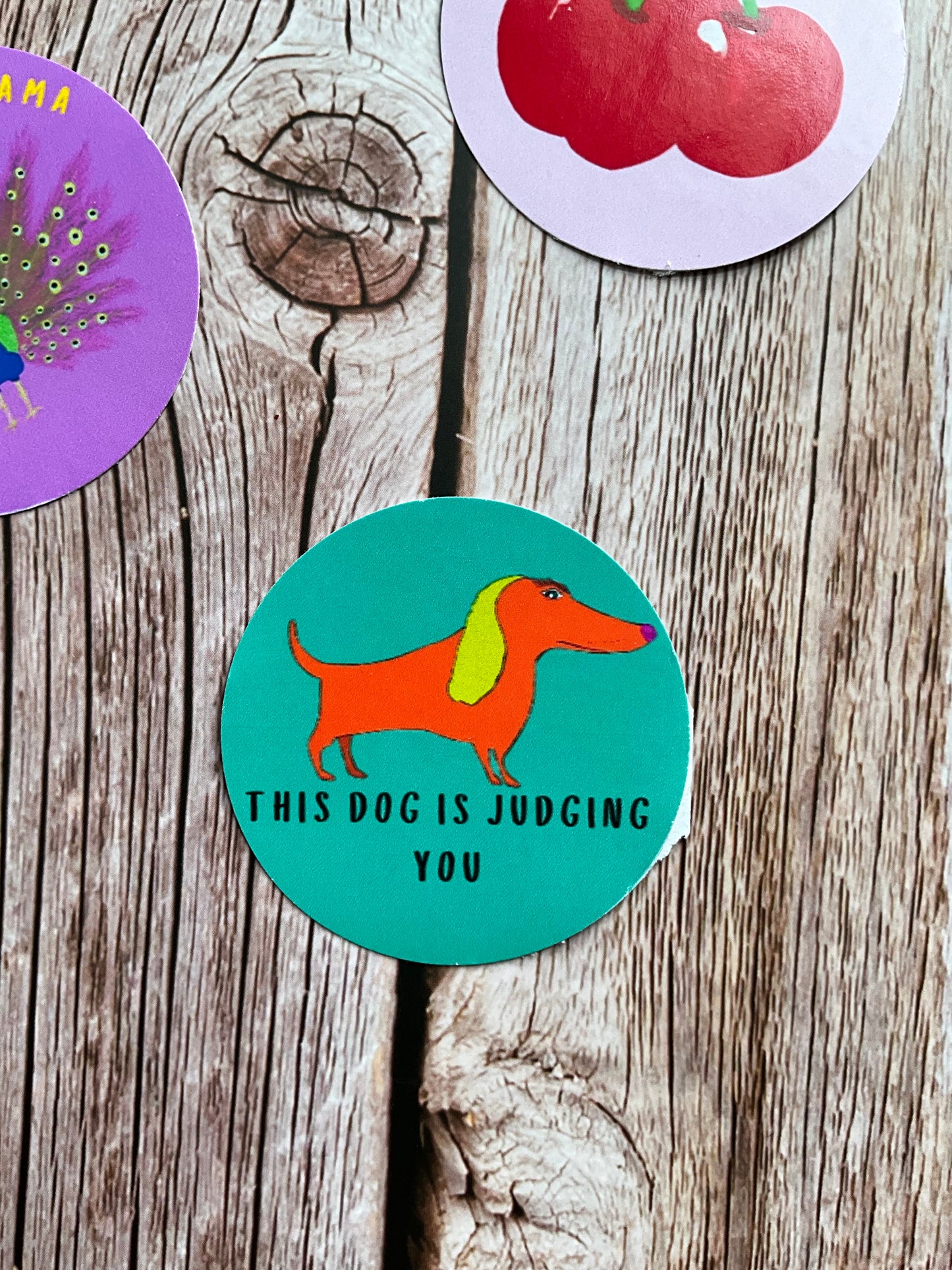 A round blue vinyl sticker with an illustration of a haughty orange sausage dog and the words ‘this dog is judging you’